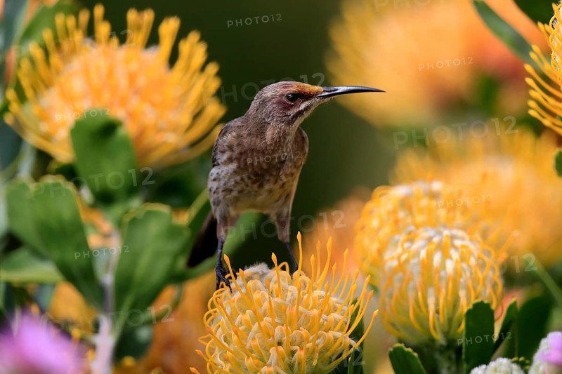 Cape Honeybird (Promerops cafer), adult, female, on flower, Protea, vigilant, Kirstenbosch Botanic Gardens, Cape Town, South Africa, Africa