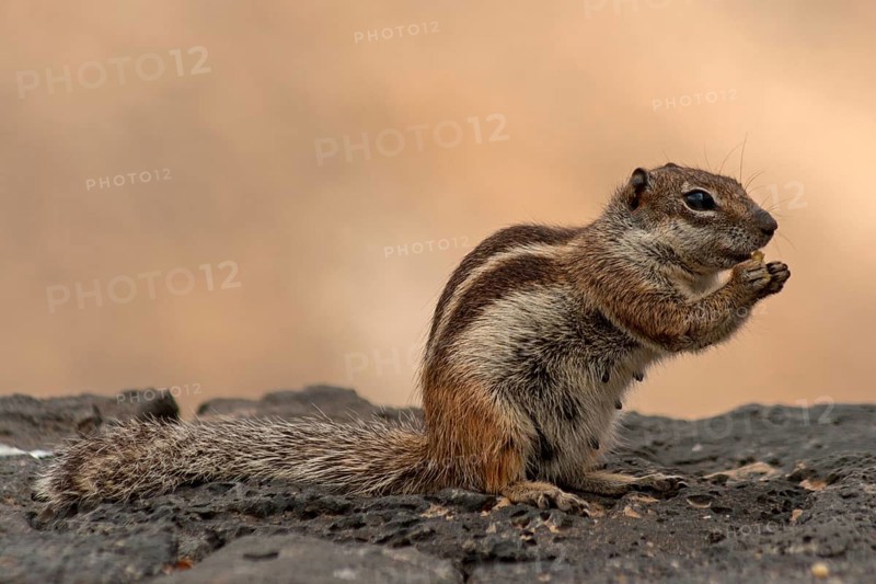 Chipmunk