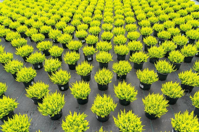 Horticultural nursery, mother plants from which cuttings of heather, broom heather plants, Calluna vulgaris, are grown, North Rhine-Westphalia, Germany, Europe