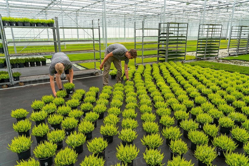 Horticultural nursery, mother plants from which cuttings of heather, broom heather plants, Calluna vulgaris, are grown, North Rhine-Westphalia, Germany, Europe