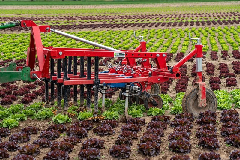 Agriculture, lettuce growing in a field, Lollo Bionda and Lollo Rossa, in long rows of plants, working the field with a finger hoe that mechanically removes the weeds between the plants, North Rhine-Westphalia, Germany, Europe