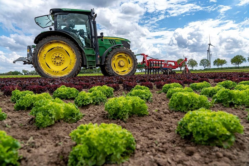 Agriculture, lettuce growing in a field, Lollo Bionda and Lollo Rossa, in long rows of plants, working the field with a finger hoe that mechanically removes the weeds between the plants, North Rhine-Westphalia, Germany, Europe