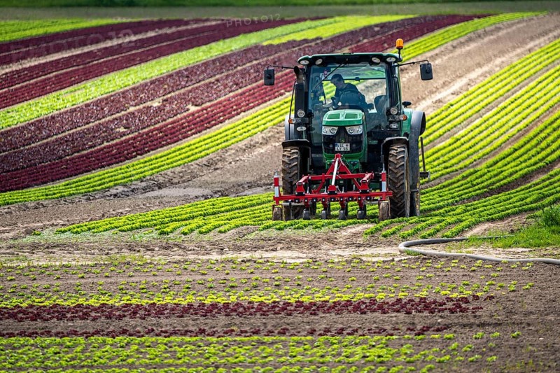 Agriculture, lettuce growing in a field, Lollo Bionda and Lollo Rossa, in long rows of plants, working the field with a finger hoe that mechanically removes the weeds between the plants, North Rhine-Westphalia, Germany, Europe