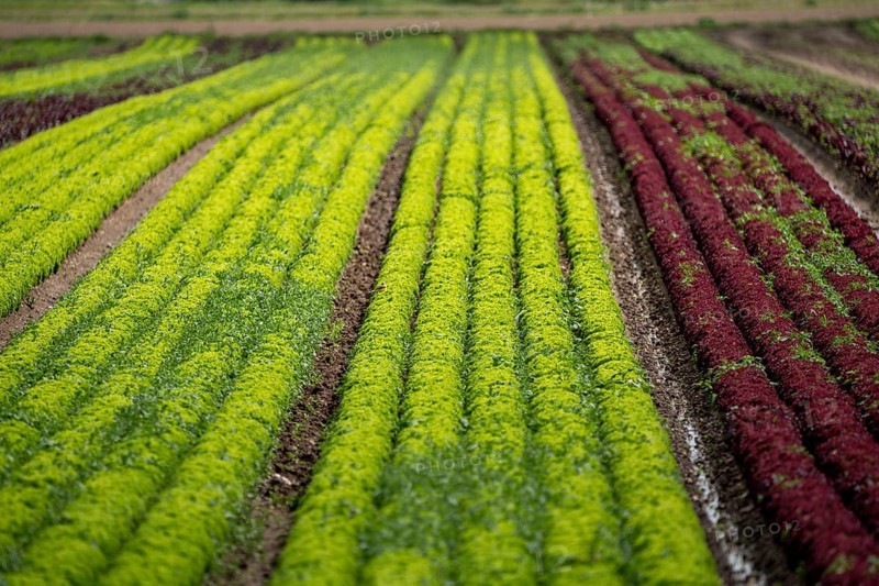 Agriculture, lettuce growing in a field, Lollo Bionda and Lollo Rossa, in long rows of plants, North Rhine-Westphalia, Germany, Europe