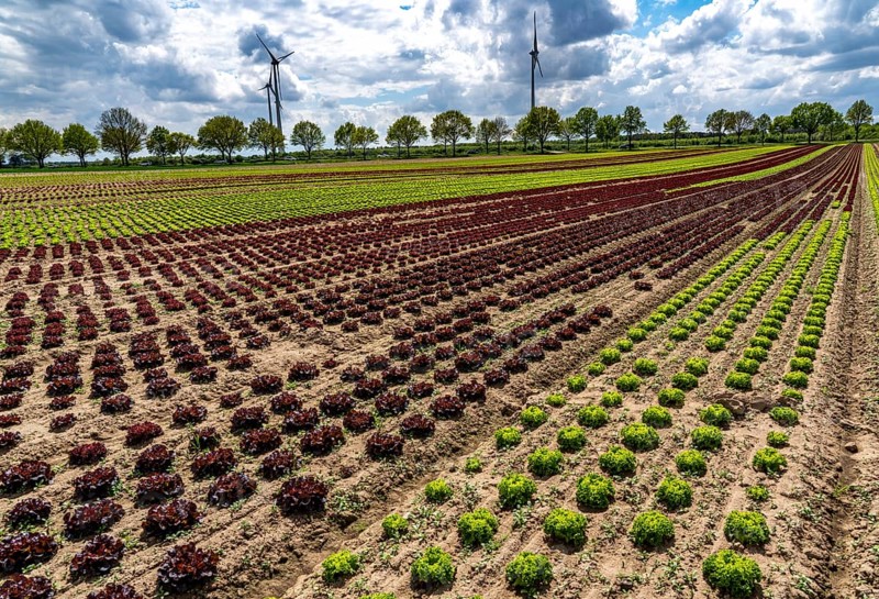 Agriculture, lettuce growing in a field, Lollo Bionda and Lollo Rossa, in long rows of plants, at different stages of growth, North Rhine-Westphalia, Germany, Europe