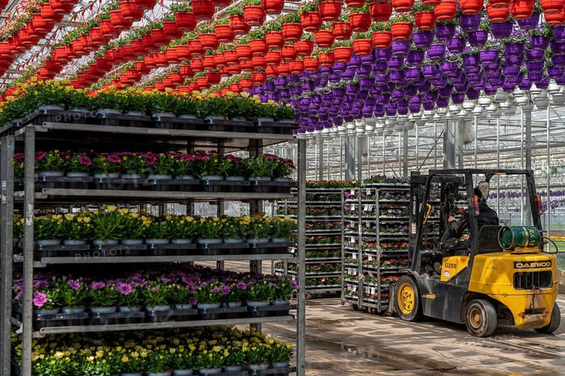 Horticultural business, greenhouse, flowers, various types, are loaded onto a lorry for a customer, Straelen, North Rhine-Westphalia, Germany, Europe