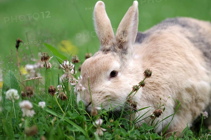 Rabbit (Oryctolagus cuniculus domestica), pet, portrait, grass, eating, cute, The brown domestic rabbit sits between grass and clover and eats the fresh plants