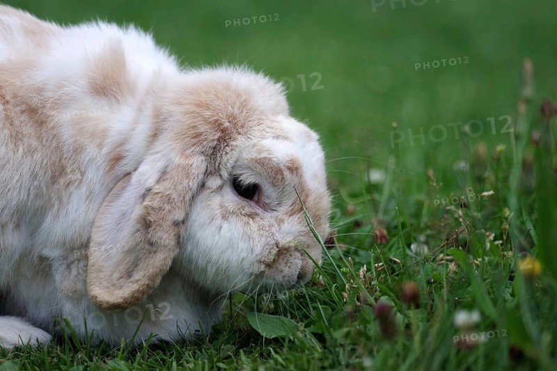 Ram rabbit (Oryctolagus cuniculus), floppy ears, portrait, meadow, The rabbit savours the fresh grass in the meadow