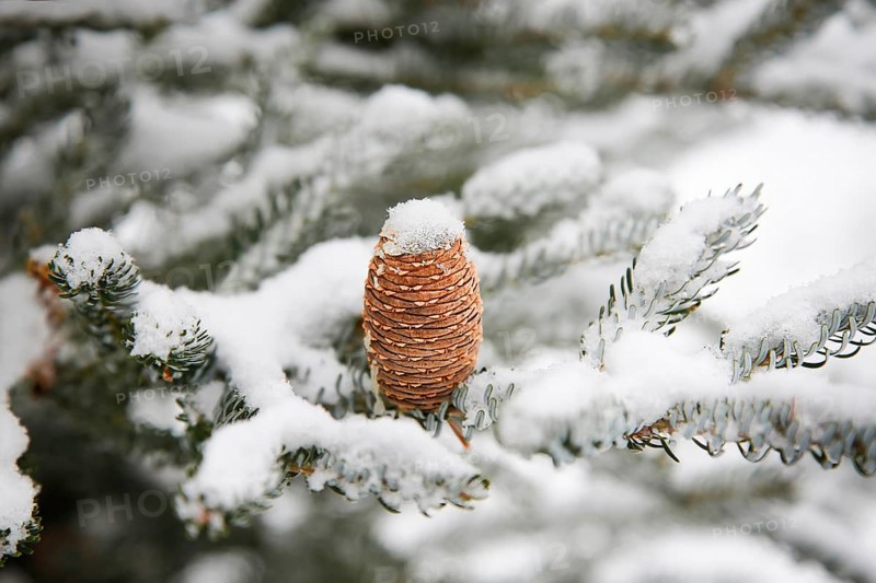 A pine cone (Abies koreána) on a snowy evergreen tree branch, capturing a serene winter scene