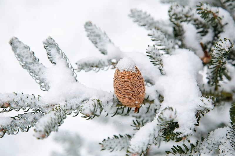 A close-up of a snow-covered pine tree branch with a single pinecone (Abies koreána), evoking a cold winter atmosphere