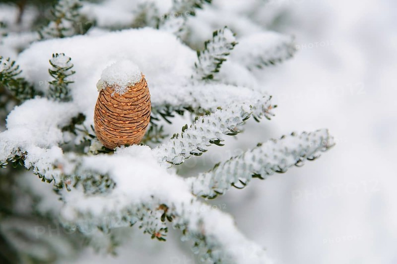 A snow-covered pinecone (Abies koreána) resting on a snowy pine tree branch in a wintery landscape