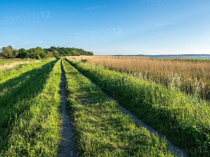 Reed belt and track along the Achterwasser, Usedom island, Baltic sea, Germany, Europe