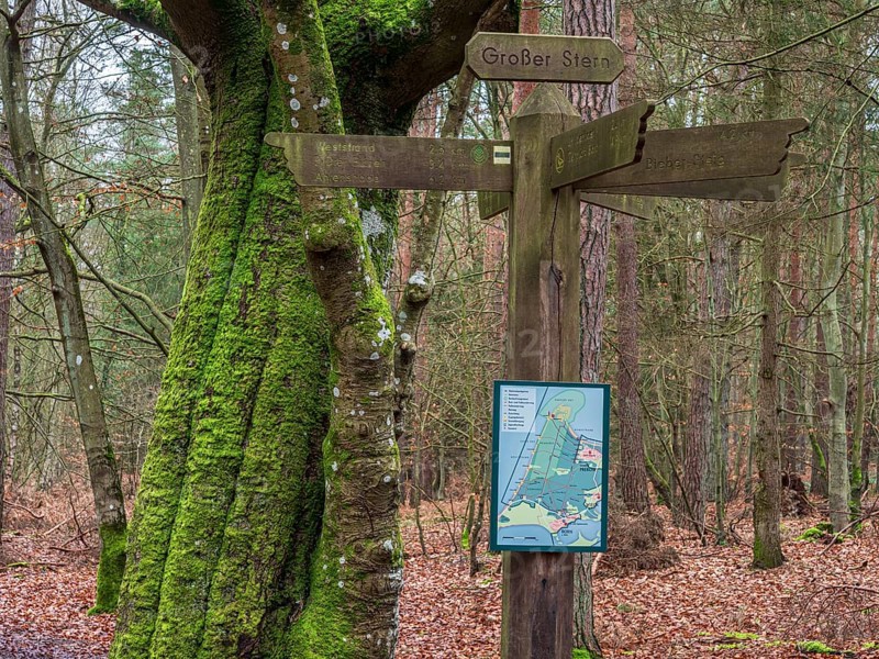 Path in the Darss forest between Prerow and Ahrenshoop, for hiking and cycling, National Park, Mecklenburg-Western Pomerania, Germany, Europe