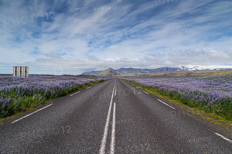 A roadside field of Alaskan lupins in southern Iceland