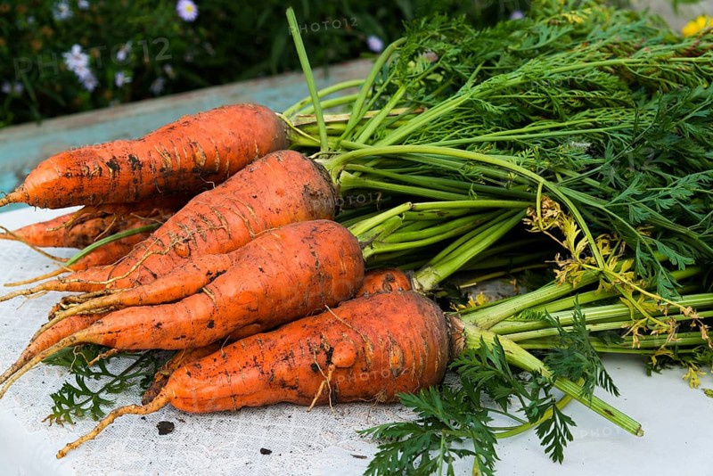 A fresh carrot with leaves lies on the table