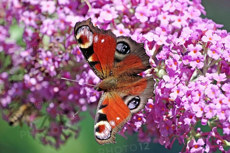 A butterfly with red, black and white wings sitting on a group of pink flowers, peacock butterfly, Braunschweig, Lower Saxony, Germany, Europe