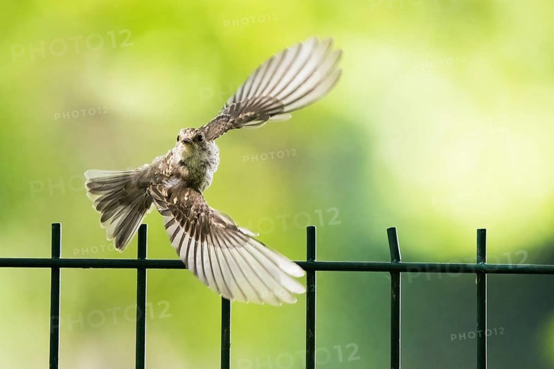 A juvenile spotted flycatcher (Muscicapa striata) in flight over a metal fence with a green background, Hesse, Germany, Europe
