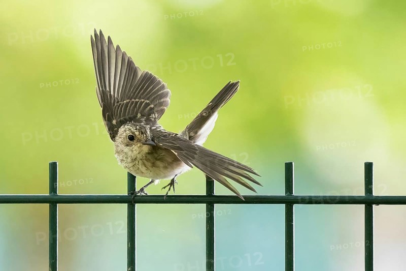 A juvenile spotted flycatcher (Muscicapa striata) spreads its wings on a metal fence in a green environment, Hesse, Germany, Europe