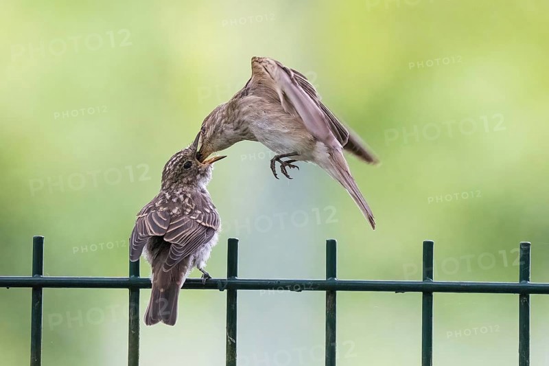 A spotted flycatcher (Muscicapa striata) feeding a young bird on a metal fence, Hesse, Germany, Europe