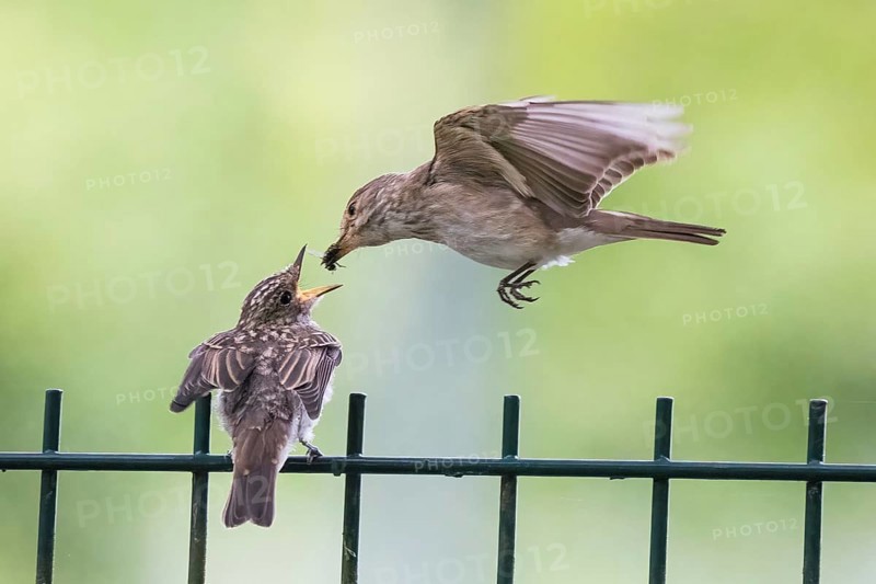 A spotted flycatcher (Muscicapa striata) feeding a young bird on a metal fence, Hesse, Germany, Europe