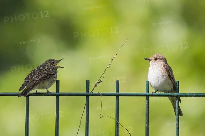 A juvenile spotted flycatcher (Muscicapa striata) on a metal fence begging an adult bird for food, Hesse, Germany, Europe