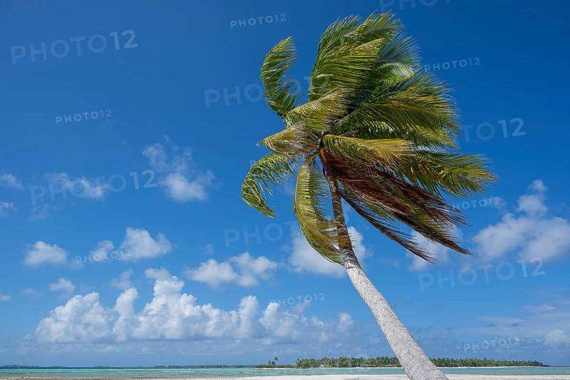 Coconut palm (Cocos nucifera), behind it a sandbank and a motu, Tikehau, atoll, Tuamotu archipelago, Tuherahera, Rangiroa, French Polynesia, Oceania
