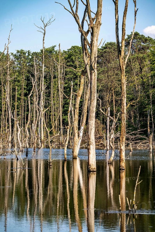 The Pfingstsee in the Kirchheller Heide, near the Heidhof, in the nature reserve Kirchheller Heide, created by subsidence caused by coal mining, Bottrop, dead trees, North Rhine-Westphalia, Germany, Europe