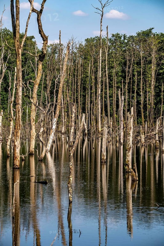 The Pfingstsee in the Kirchheller Heide, near the Heidhof, in the nature reserve Kirchheller Heide, created by subsidence caused by coal mining, Bottrop, dead trees, North Rhine-Westphalia, Germany, Europe