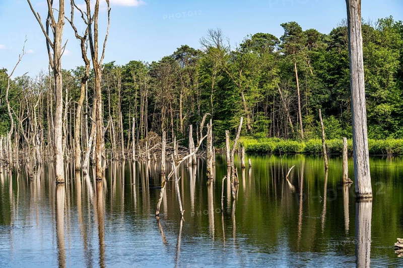 The Pfingstsee in the Kirchheller Heide, near the Heidhof, in the nature reserve Kirchheller Heide, created by subsidence caused by coal mining, Bottrop, dead trees, North Rhine-Westphalia, Germany, Europe