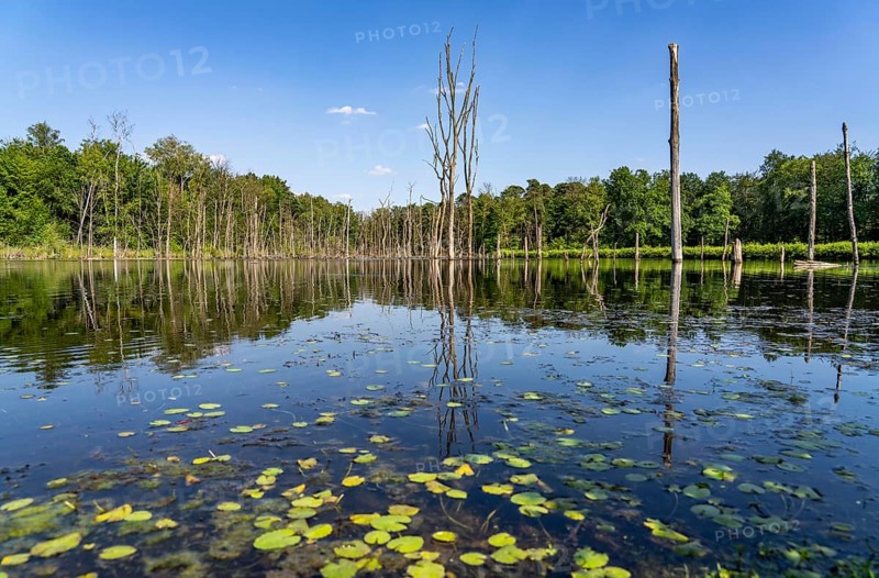 The Pfingstsee in the Kirchheller Heide, near the Heidhof, in the nature reserve Kirchheller Heide, created by subsidence caused by coal mining, Bottrop, dead trees, North Rhine-Westphalia, Germany, Europe
