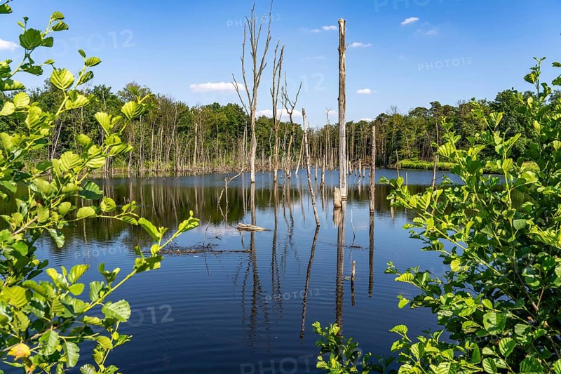 The Pfingstsee in the Kirchheller Heide, near the Heidhof, in the nature reserve Kirchheller Heide, created by subsidence caused by coal mining, Bottrop, dead trees, North Rhine-Westphalia, Germany, Europe
