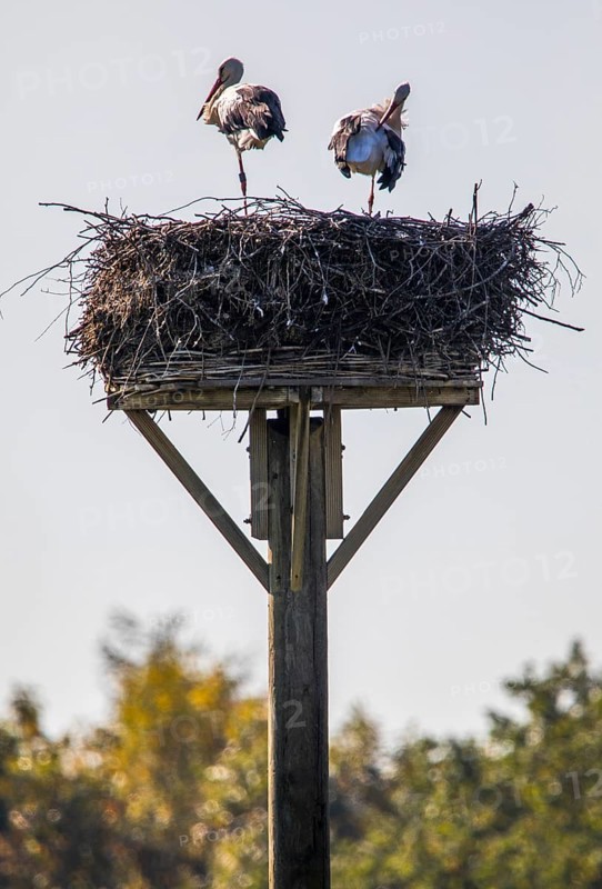 Stork nest, storks in the Stever floodplain, near Olfen, river Stever, nature reserve, North Rhine-Westphalia, Germany, Europe