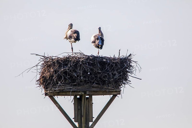 Stork nest, storks in the Stever floodplain, near Olfen, river Stever, nature reserve, North Rhine-Westphalia, Germany, Europe