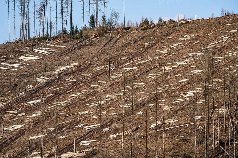 Cleared forest area north of the village of Ã–ventrop, district of Arnsberg, dead spruce stands were felled, dead trees due to bark beetle infestation, Arnsberg Forest, North Rhine-Westphalia, Germany, Europe