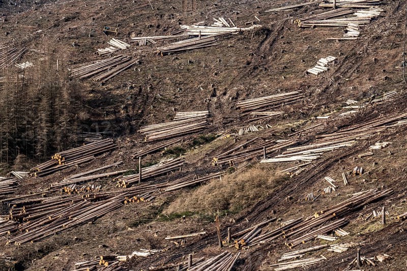 Cleared forest area north of the village of Ã–ventrop, district of Arnsberg, dead spruce stands were felled, dead trees due to bark beetle infestation, Arnsberg Forest, North Rhine-Westphalia, Germany, Europe