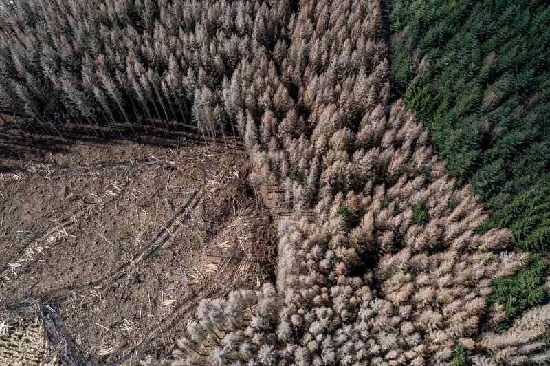 Area in the Arnsberg Forest near Warstein-Sichtigvor, district of Soest, area of a spruce forest that had died and was felled due to heavy bark beetle infestation, North Rhine-Westphalia, Germany, Europe