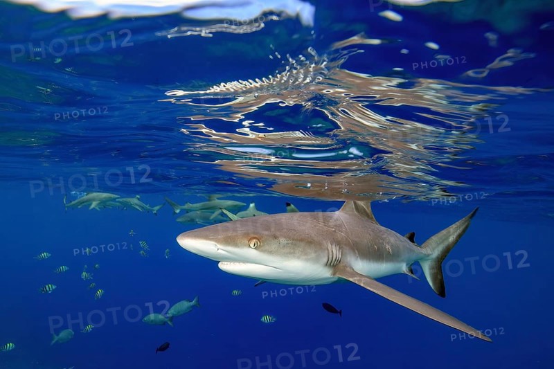 Female specimen of Grey reef shark (Carcharhinus amblyrhynchos) swims fast close underneath reflects distorted in sea surface water, Pacific Ocean