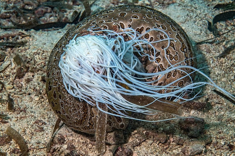 Sea cucumber (Bohadschia argus) Sea cucumber ejects part of internal organs Cuvier's tubes, Pacific Ocean, Yap Island, Yap State, Caroline Islands, Federated States of Micronesia FSM, Australia, Oceania