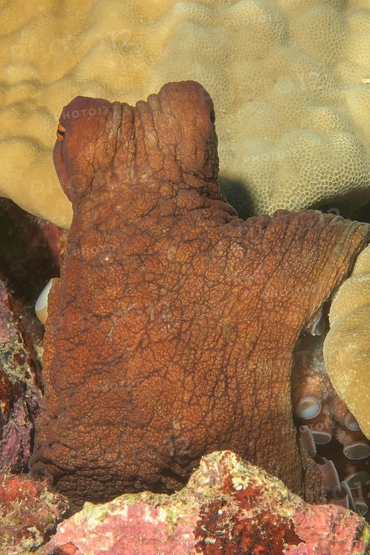Close-up of octopus (Octopus vulgaris) eight-armed cuttlefish cephalopod octopus looking directly at viewer, Pacific Ocean, Yap Island, Yap State, Caroline Islands, Federated States of Micronesia FSM, Australia, Oceania