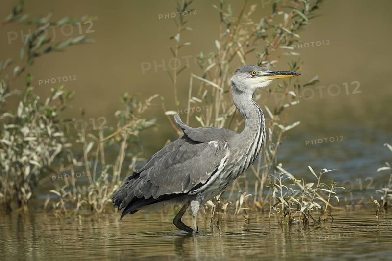 Grey heron (Ardea cinerea) in the water, the level of the flood of June 2024 is clearly visible on the willows, Allgäu, Bavaria, Germany, Allgäu, Bavaria, Germany, Europe