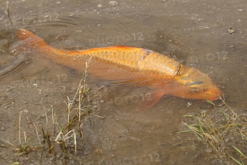 Golden carp (Cyprinus carpia) foraging in the shallows of a lake, Allgäu, Bavaria, Germany, Allgäu, Bavaria, Germany, Europe
