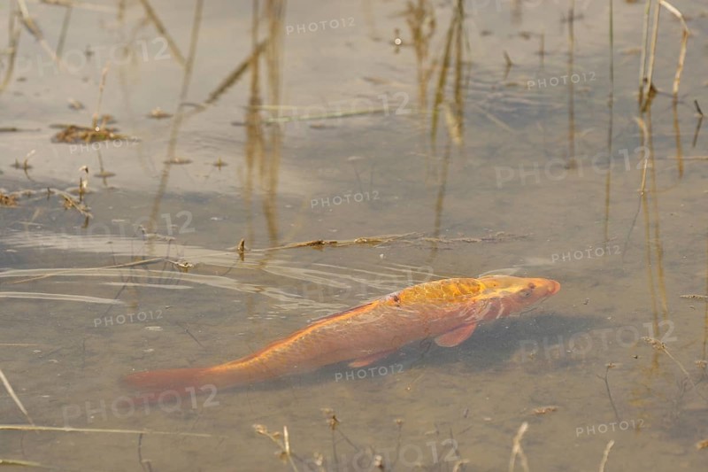 Golden carp (Cyprinus carpia) foraging in the shallows of a lake, Allgäu, Bavaria, Germany, Allgäu, Bavaria, Germany, Europe