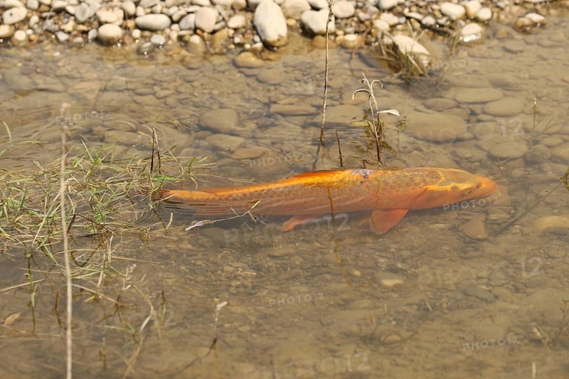 Golden carp (Cyprinus carpia) foraging in the shallows of a lake, Allgäu, Bavaria, Germany, Allgäu, Bavaria, Germany, Europe