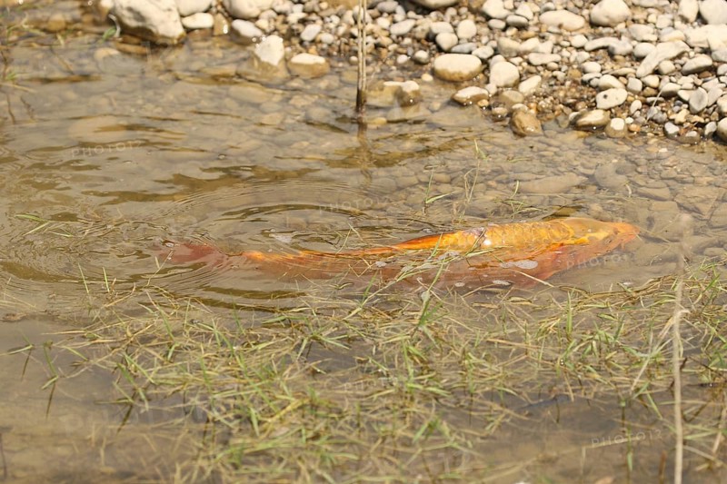 Golden carp (Cyprinus carpia) foraging in the shallows of a lake, Allgäu, Bavaria, Germany, Allgäu, Bavaria, Germany, Europe