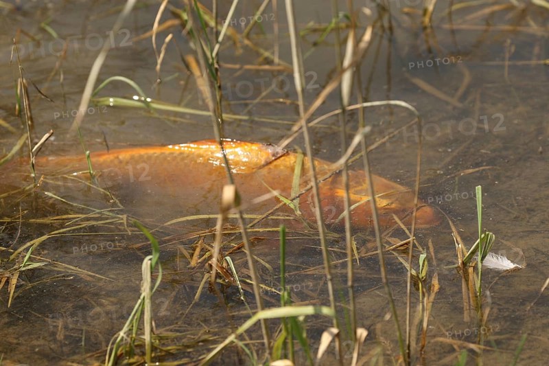 Golden carp (Cyprinus carpia) foraging in the shallows of a lake, Allgäu, Bavaria, Germany, Allgäu, Bavaria, Germany, Europe