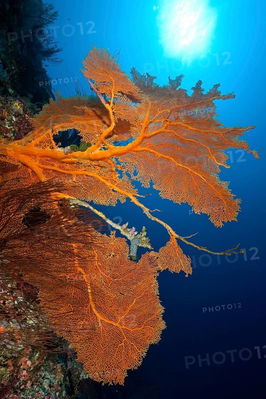 Fan coral (Subergorgia mollis) (Annella mollis) growing in coral reef stretching towards the sun, Red Sea