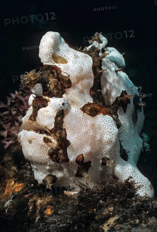 Painted frogfish (Antennarius pictus), Pacific, Indo-Pacific, Philippine Sea, Philippines, Asia