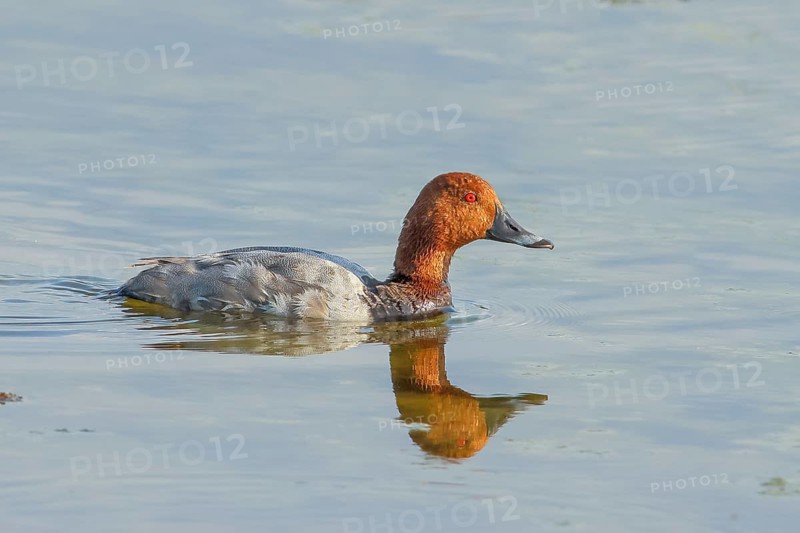 Common pochard (Aythya ferina), drake, swimming in water, wildlife, animals, birds, Ziggsee, Lake Neusiedl-Seewinkel National Park, Burgenland, Austria, Europe