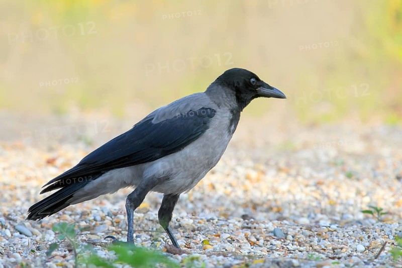 Hooded Crow (Corvus corone cornix), standing on a stony path, wildlife, corvids, animals, birds, Ziggsee, Lake Neusiedl-Seewinkel National Park, Burgenland, Austria, Europe