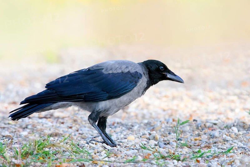 Hooded Crow (Corvus corone cornix), standing on a stony path, wildlife, corvids, animals, birds, Ziggsee, Lake Neusiedl-Seewinkel National Park, Burgenland, Austria, Europe